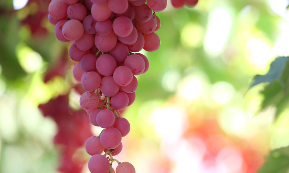 Table Grapes on the Vine