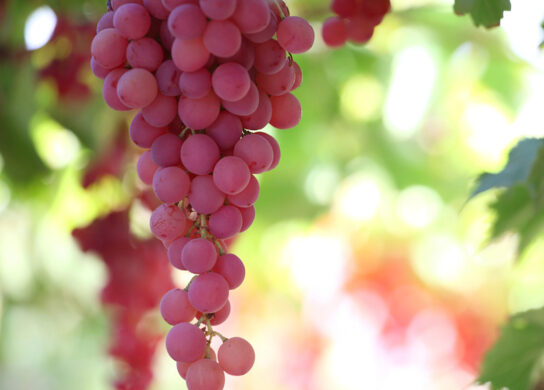 Table Grapes on the Vine