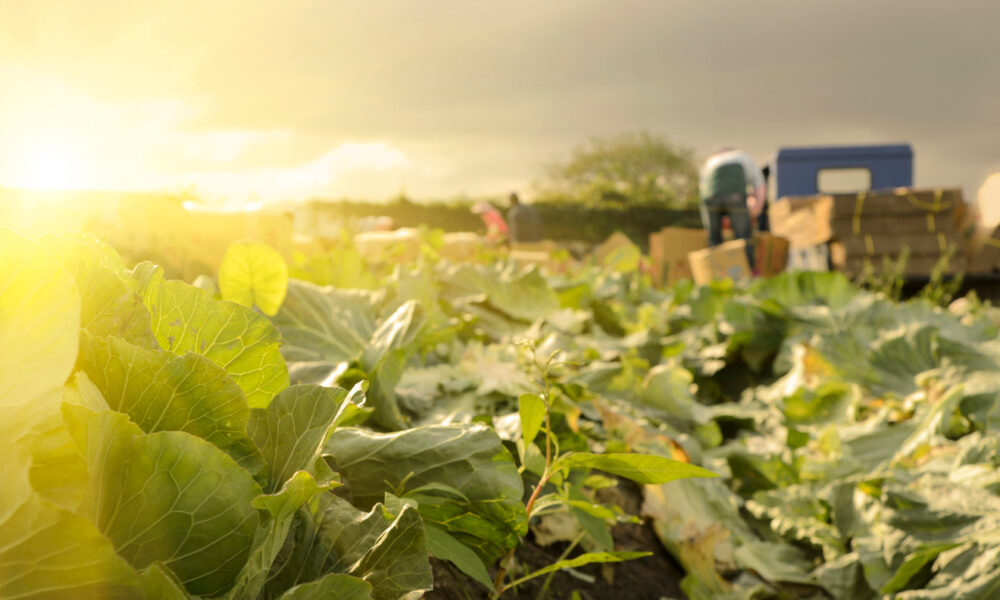 Lettuce Field Organic Production