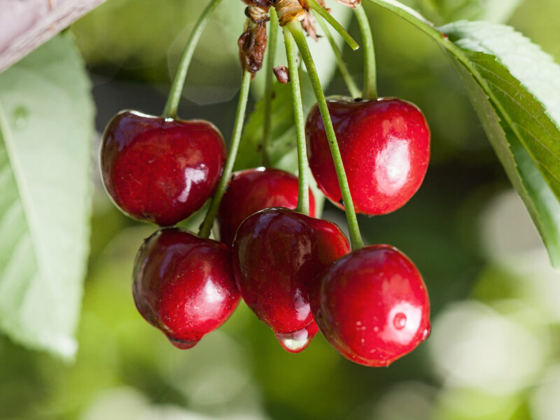 Metalosate can help with Cherry production and yield