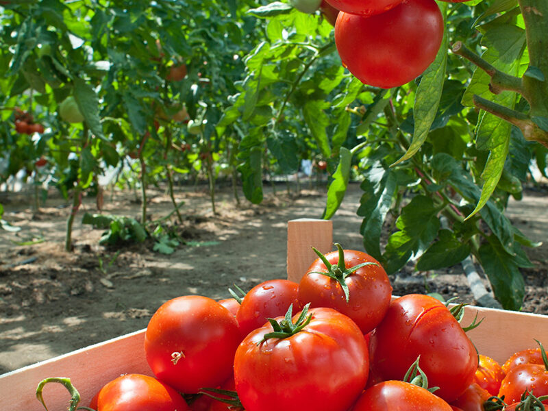 Metalosate increases yield in tomato production