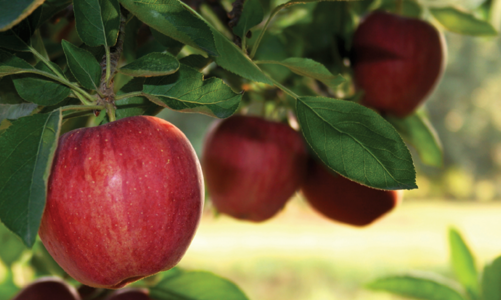 Metalosate increased Brix in red apples