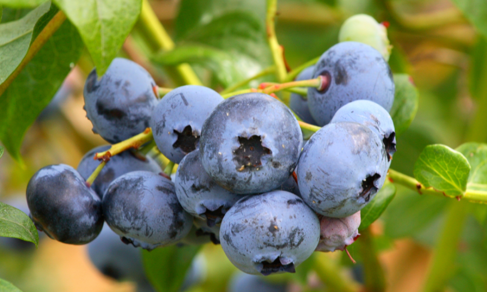 Blueberry production is aided by Metalosate to increase yield, quality and more.