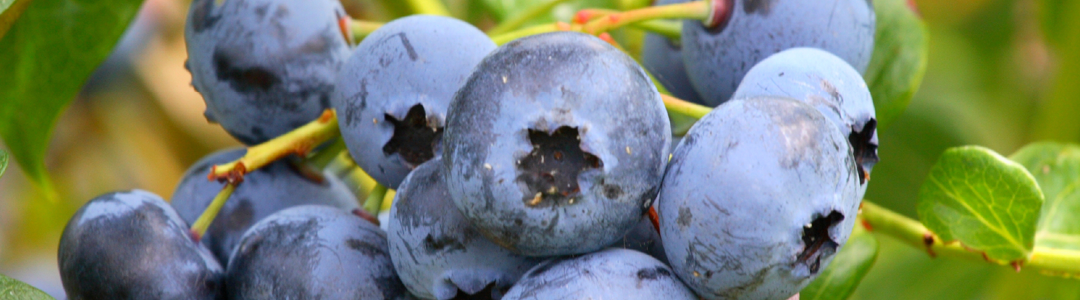 Blueberry production is aided by Metalosate to increase yield, quality and more.