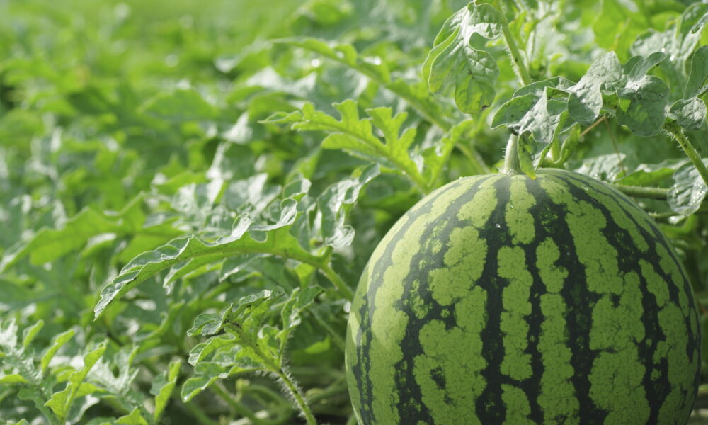 Metalosate increases melon quality and allows vine ripened melons increased shelf-life.