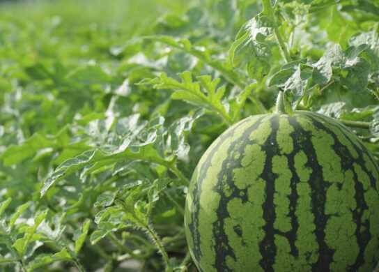 Metalosate increases melon quality and allows vine ripened melons increased shelf-life.