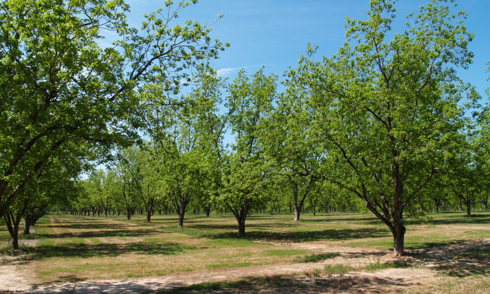 Improving tree health is a year round effort