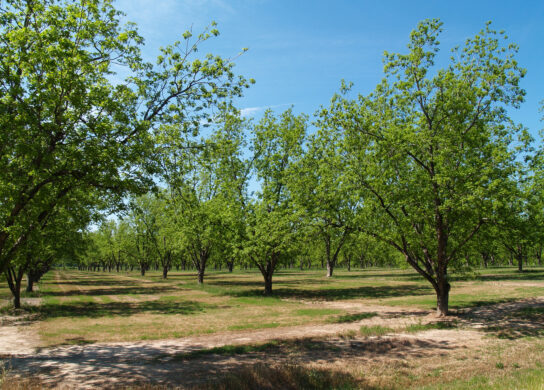 Improving tree health is a year round effort